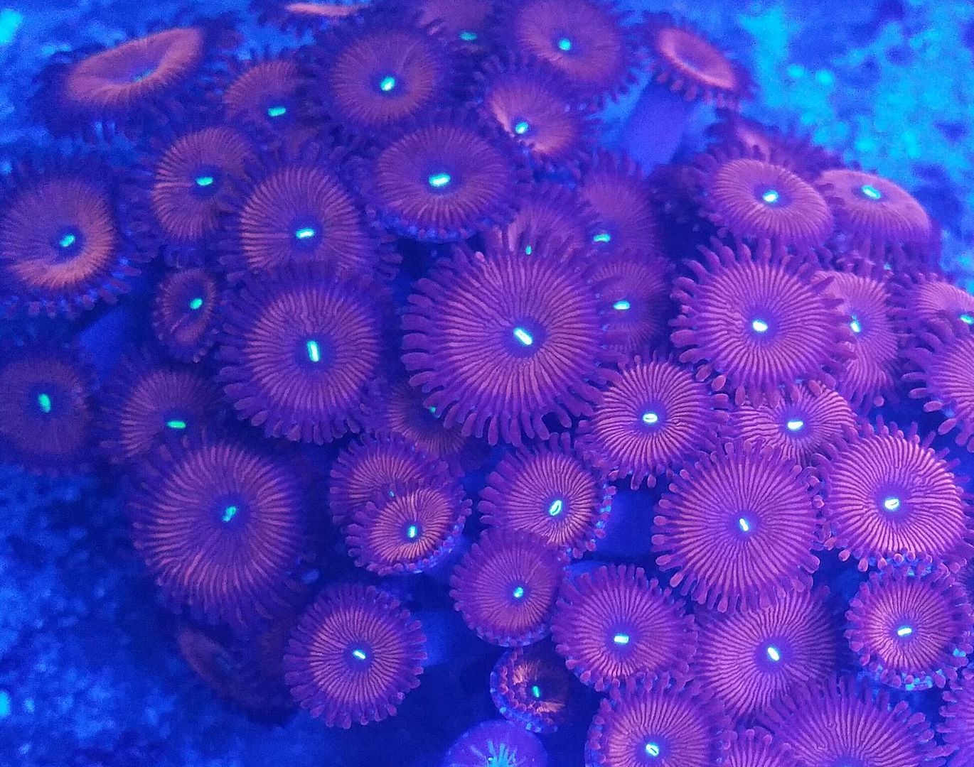 unspecified zpsdgpj5r2n - Sweet Corals & Fresh Frags!!! Trop is Your Shop!!