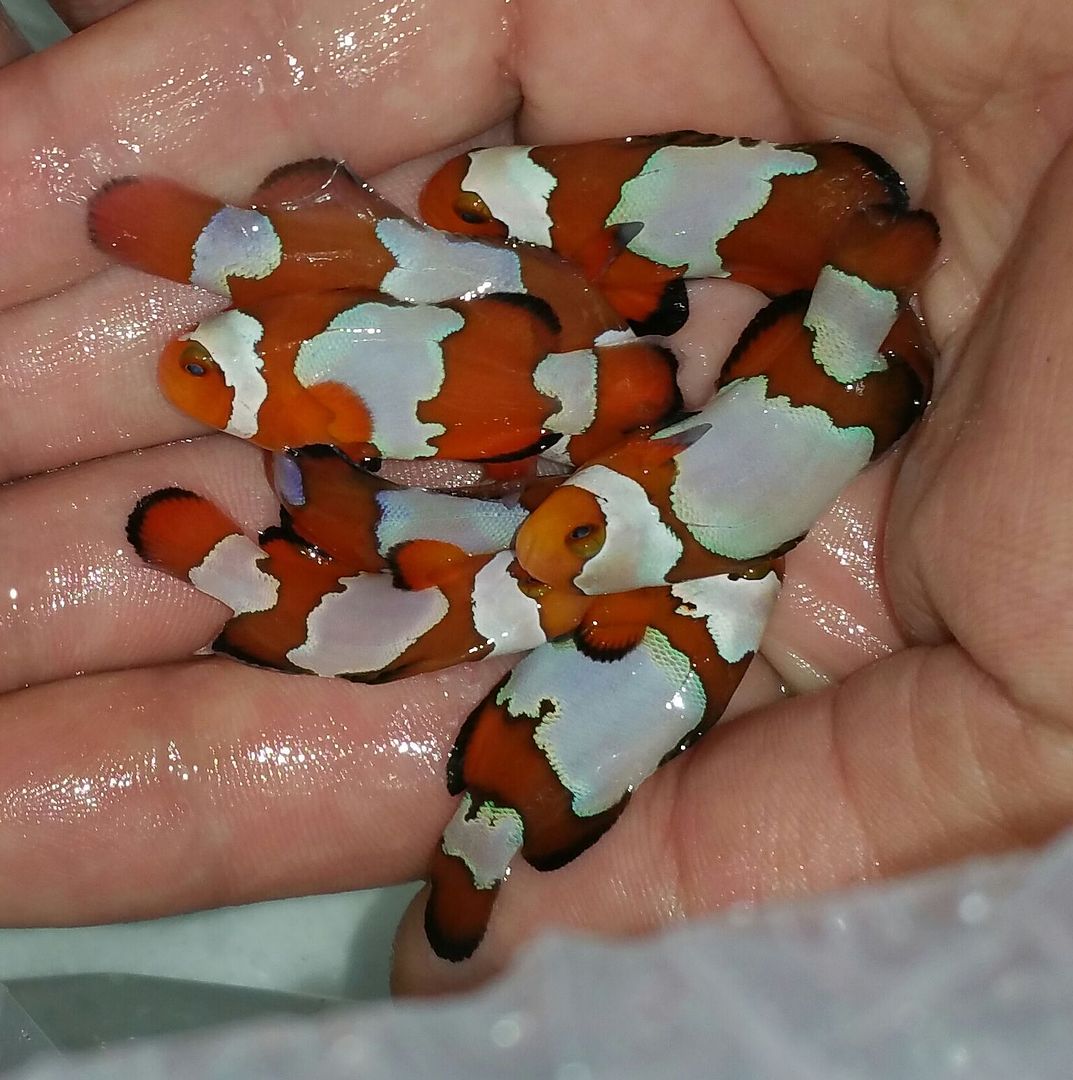 unspecified zpsdmqryegr - New Clownfish at Tropicorium!