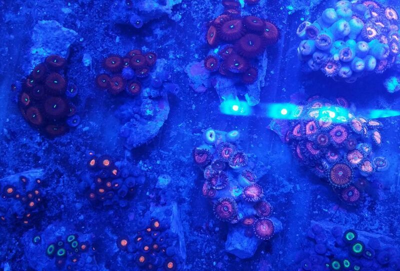 unspecified zpsg61tdaqe - Sweet Corals & Fresh Frags!!! Trop is Your Shop!!