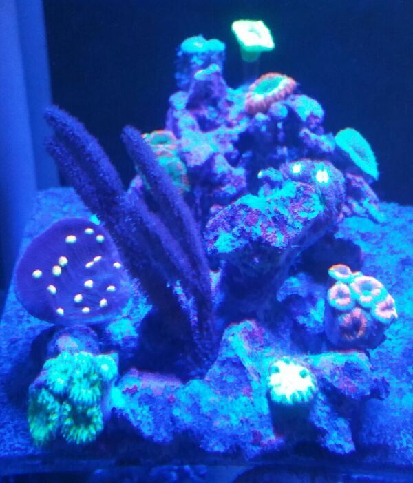 unspecified zpsh93gfyih - Fully Conditioned Healthy Fish & Corals In Stock!!!