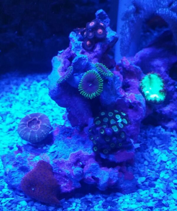 unspecified zpshunnavjh - Fully Conditioned Healthy Fish & Corals In Stock!!!