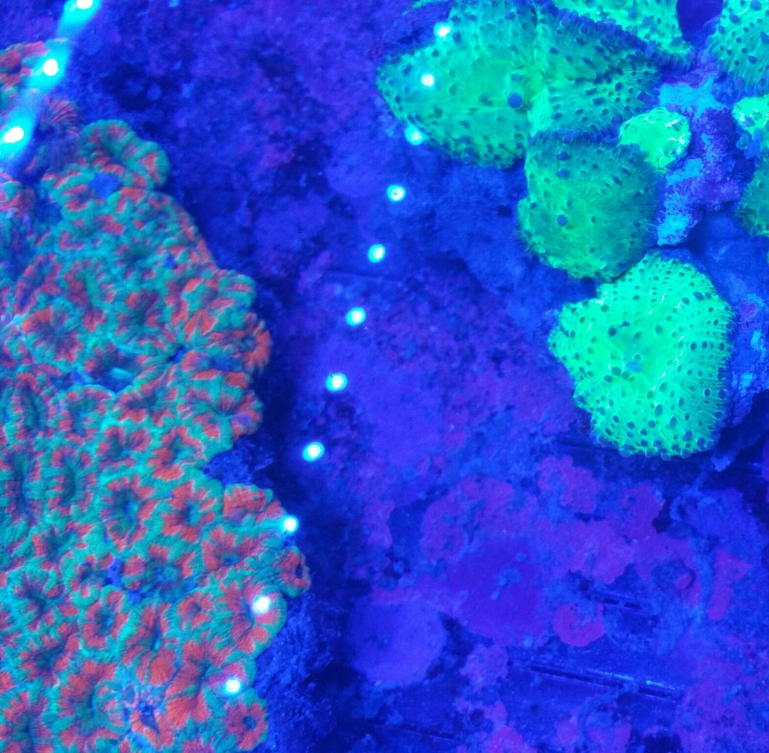unspecified zpshxf7rfpu - Sweet Corals & Fresh Frags!!! Trop is Your Shop!!