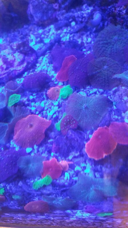 unspecified zpsibw47fv1 - Fully Conditioned Healthy Fish & Corals In Stock!!!