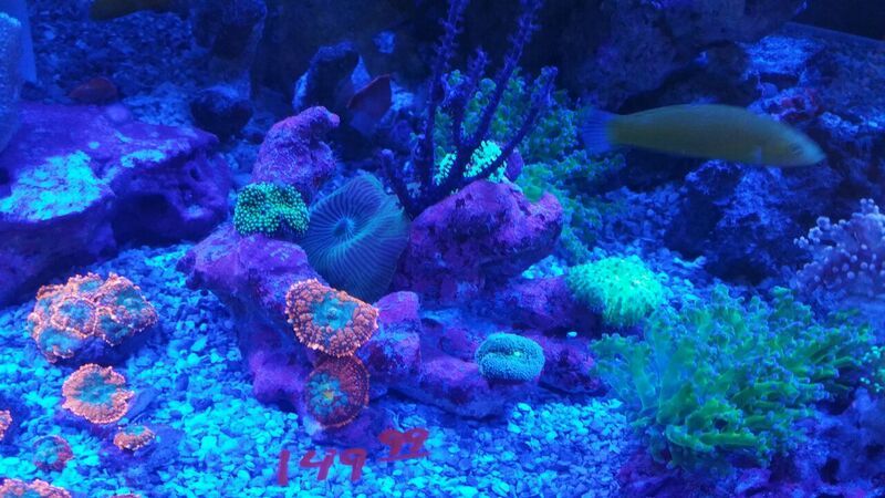 unspecified zpsjlbygnns - Fully Conditioned Healthy Fish & Corals In Stock!!!