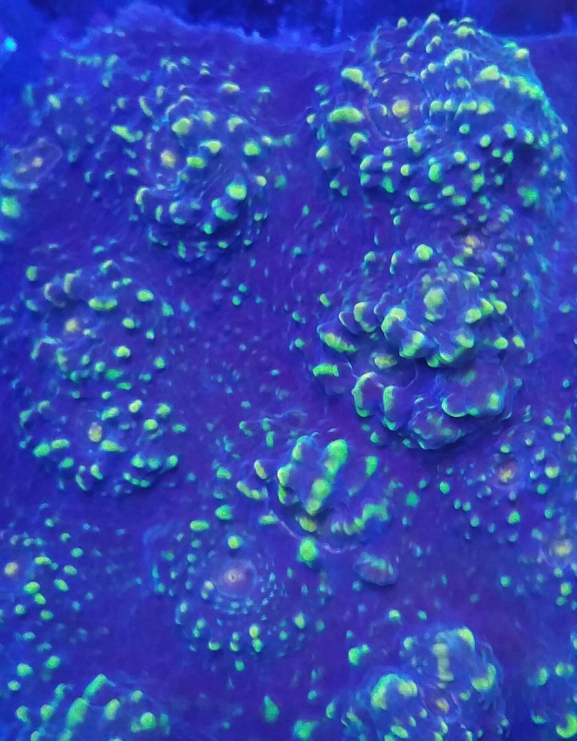 unspecified zpskhee0v5t - Sweet Corals & Fresh Frags!!! Trop is Your Shop!!