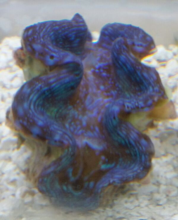 unspecified zpskilmtmkb - Sweet Corals & Fresh Frags!!! Trop is Your Shop!!