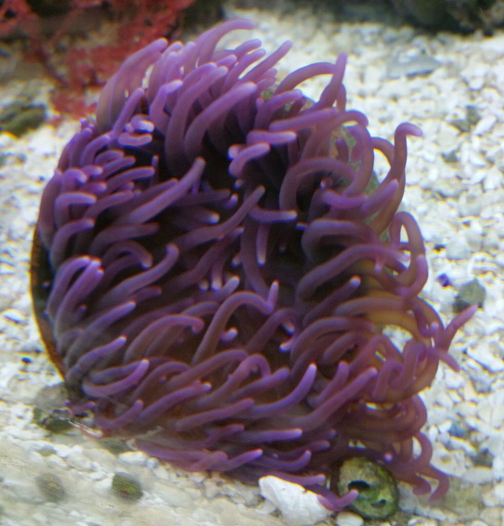 New Shipment Of Fish & Purple L. T. Anemones!!! unspecified zpskqqj9x5s - New Shipment Of Fish & Purple L. T. Anemones!!!