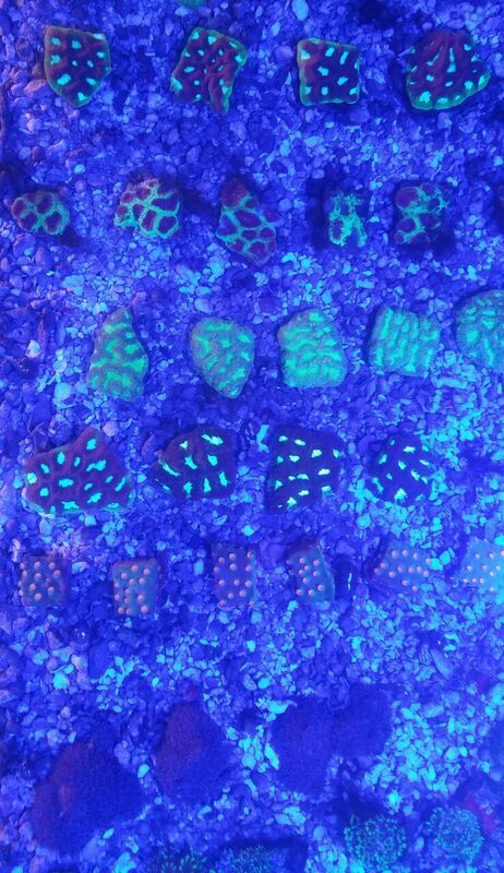 unspecified zpsktswmxoy - Fully Conditioned Healthy Fish & Corals In Stock!!!