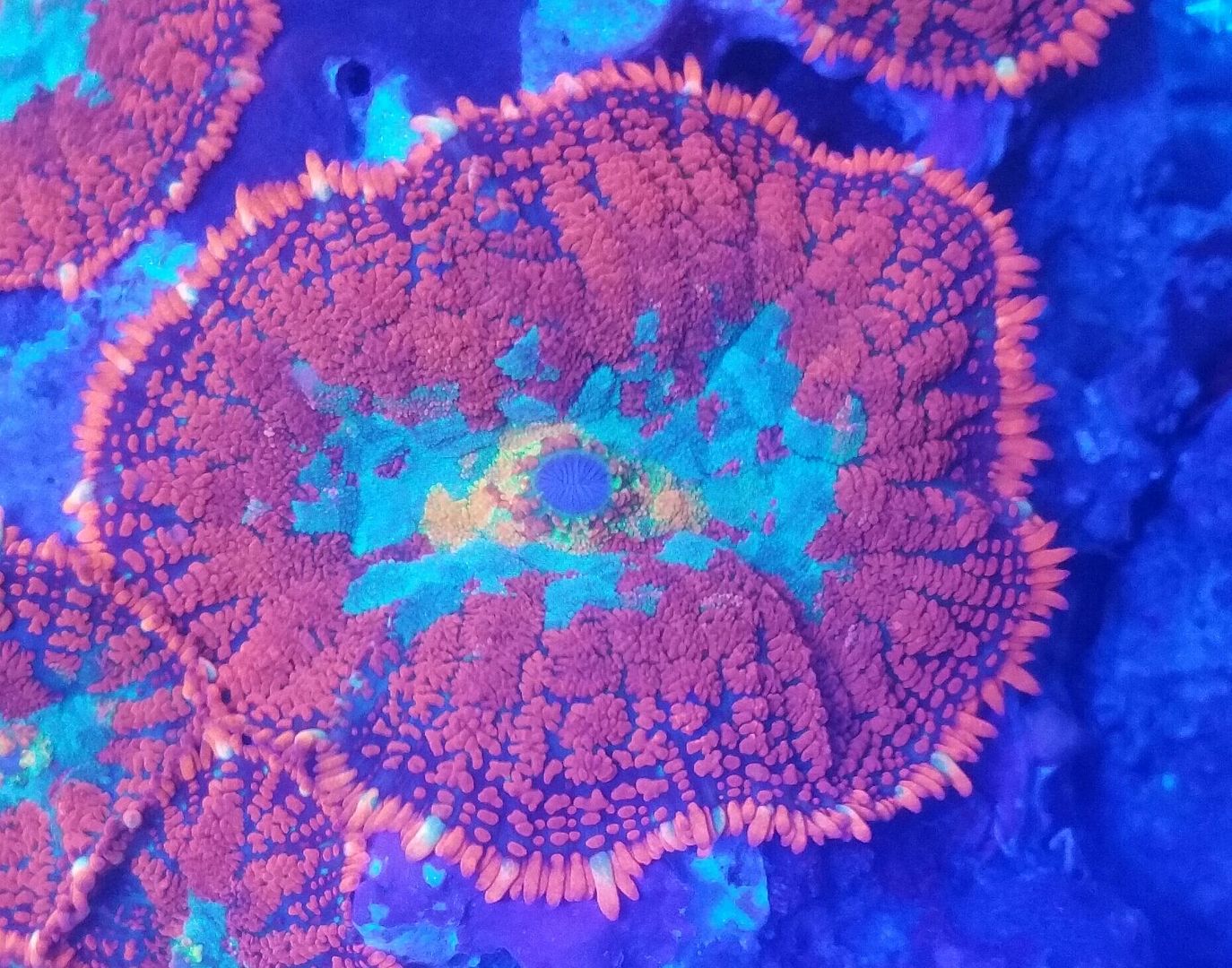 unspecified zpsnwu3ydw2 - Sweet Corals & Fresh Frags!!! Trop is Your Shop!!