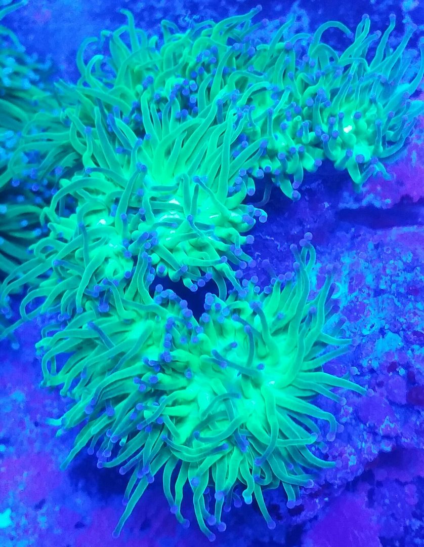 unspecified zpsohpeggci - Sweet Corals & Fresh Frags!!! Trop is Your Shop!!