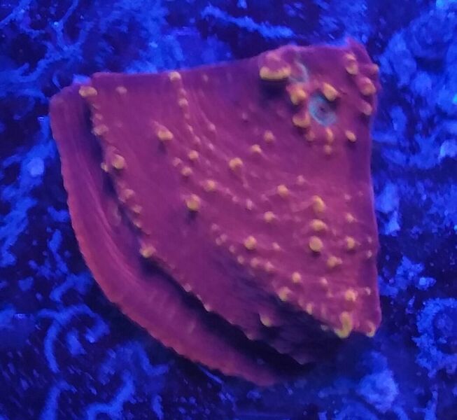 unspecified zpsos7hdl3q - Sweet Corals & Fresh Frags!!! Trop is Your Shop!!