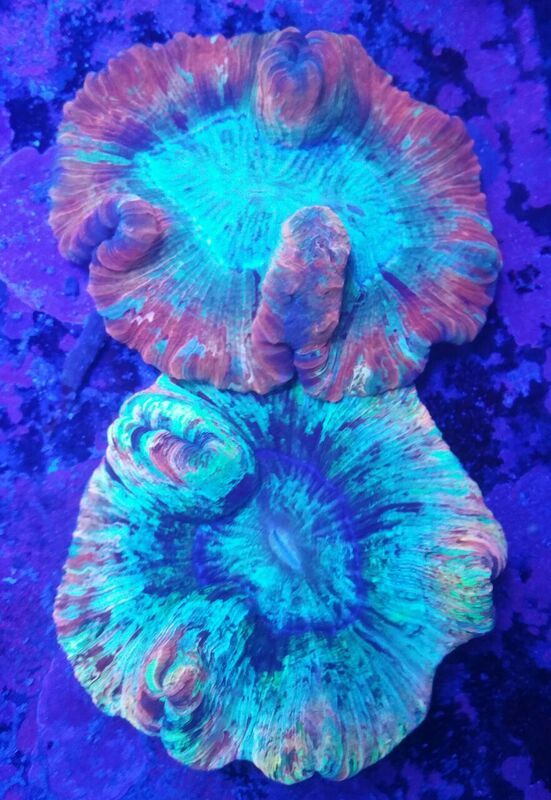 unspecified zpsossbdmtl - Sweet Corals & Fresh Frags!!! Trop is Your Shop!!