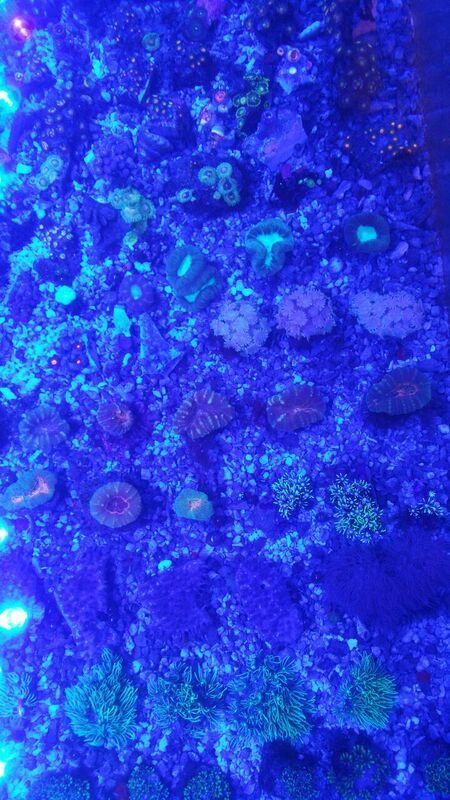 unspecified zpsp484ntjf - Sweet Corals & Fresh Frags!!! Trop is Your Shop!!