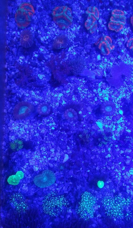 unspecified zpsp9l11xxv - Sweet Corals & Fresh Frags!!! Trop is Your Shop!!
