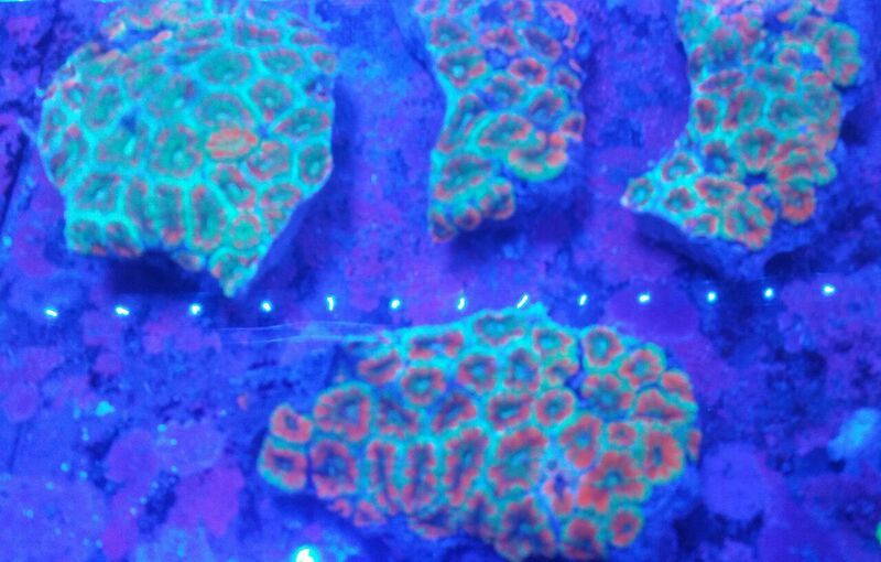 unspecified zpspqqdvfeh - Sweet Corals & Fresh Frags!!! Trop is Your Shop!!