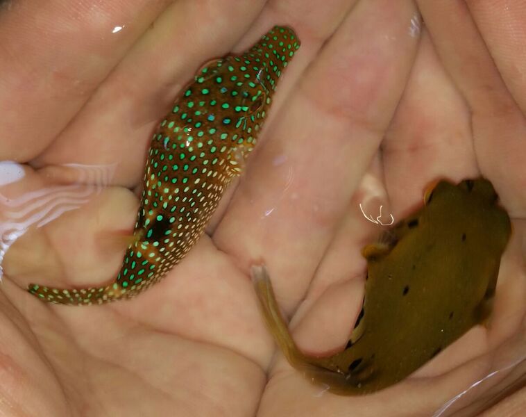 unspecified zpsqdv3phhu - New Shipment Of Fish & Purple L. T. Anemones!!!