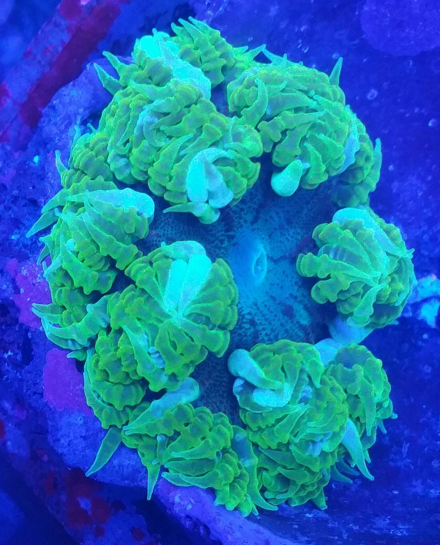 unspecified zpsqrqmfm9t - Sweet Corals & Fresh Frags!!! Trop is Your Shop!!