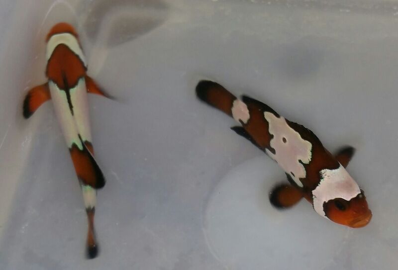 unspecified zpsr7zmcysc - New Clownfish at Tropicorium!