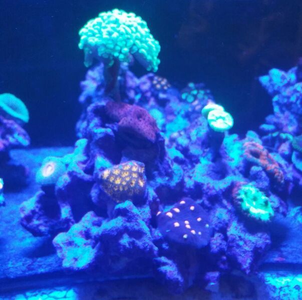 unspecified zpsryhnnf93 - Fully Conditioned Healthy Fish & Corals In Stock!!!