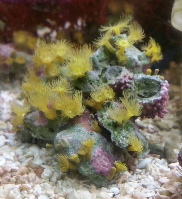 unspecified zpssioq7qo6 - Sweet Corals & Fresh Frags!!! Trop is Your Shop!!