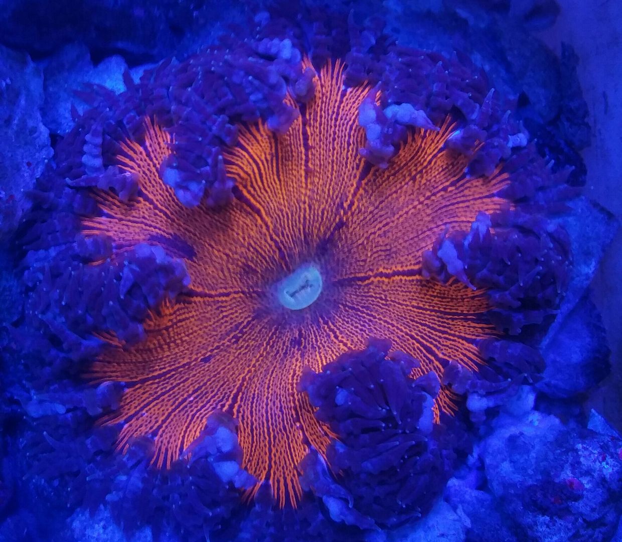 unspecified zpsujmmmnyz - Sweet Corals & Fresh Frags!!! Trop is Your Shop!!