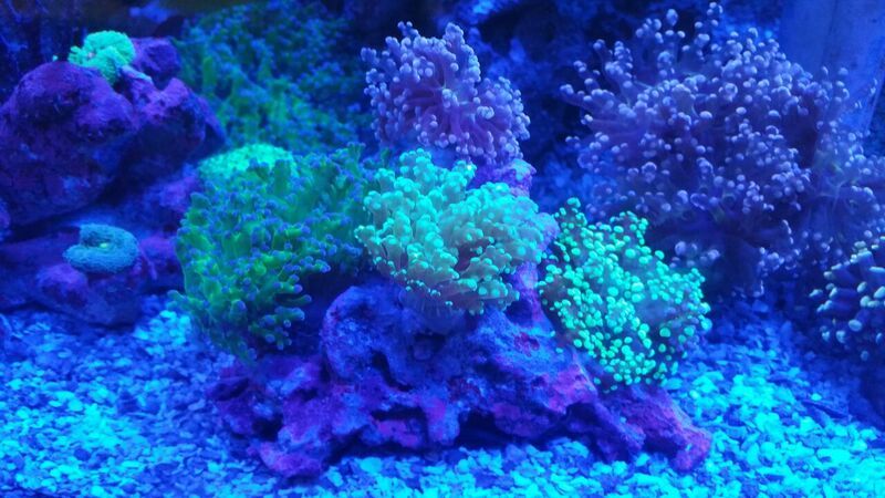 unspecified zpsuqmolxg3 - Fully Conditioned Healthy Fish & Corals In Stock!!!
