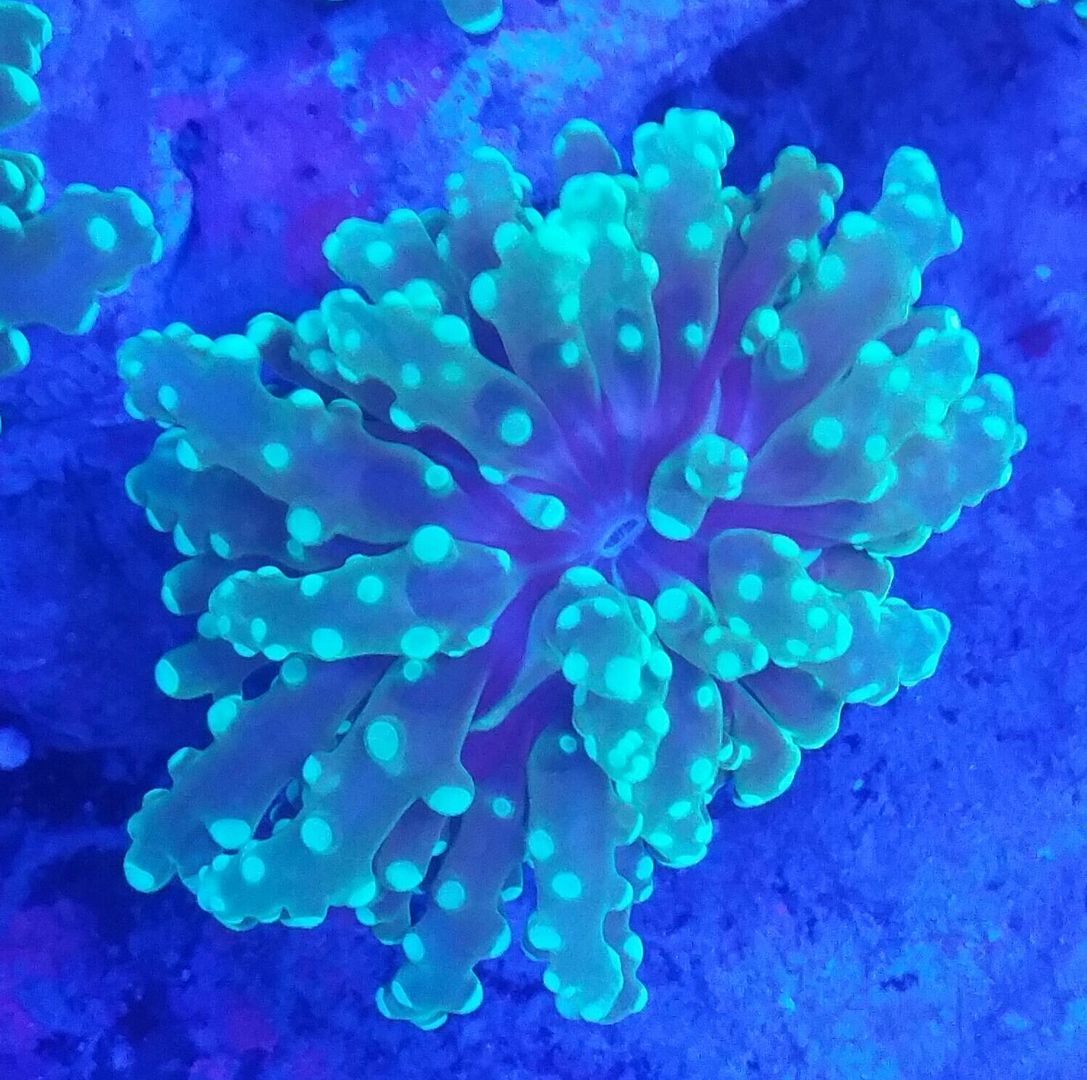 unspecified zpsusqynapw - Sweet Corals & Fresh Frags!!! Trop is Your Shop!!