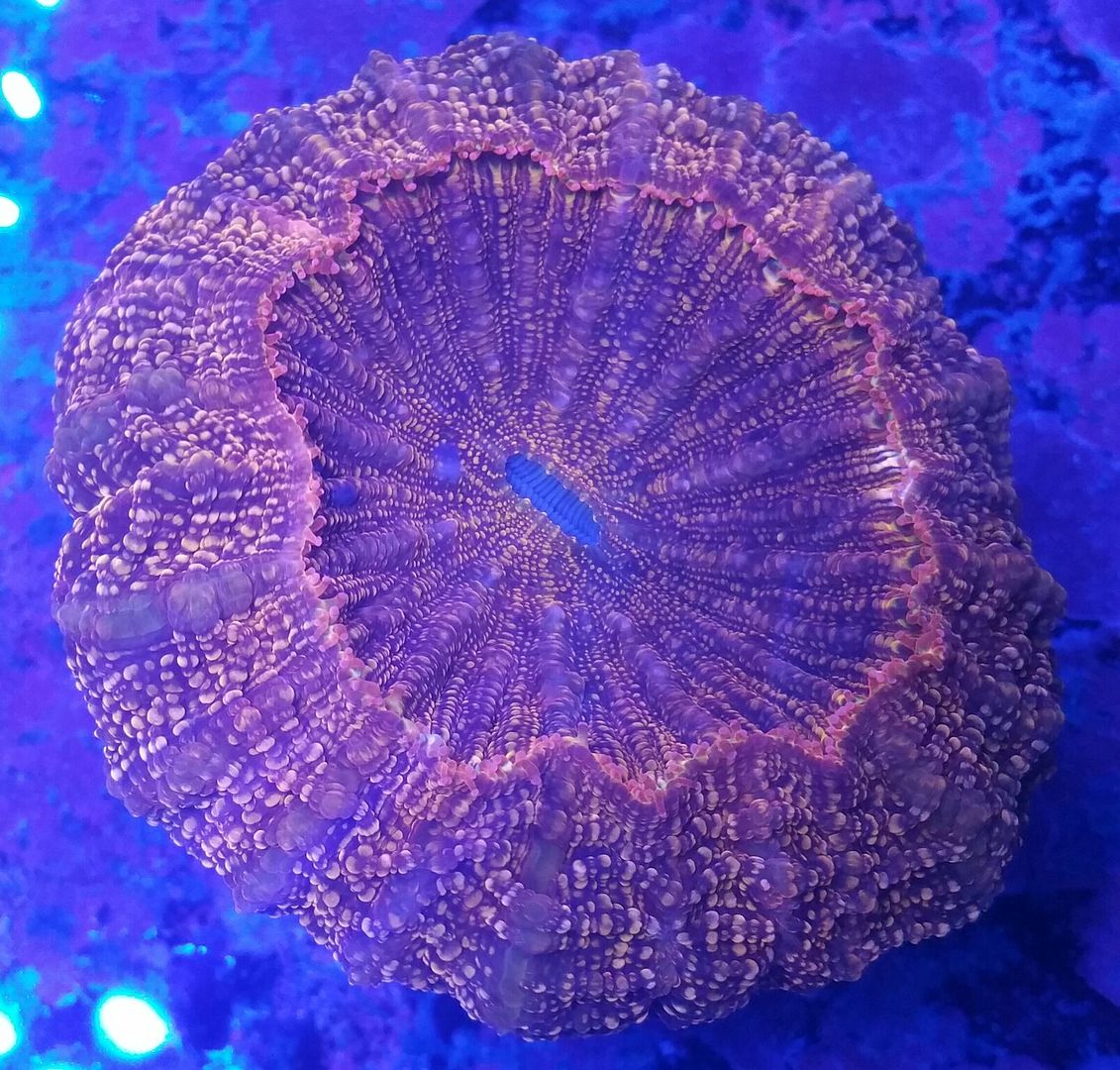 unspecified zpsuwif5n5t - Sweet Corals & Fresh Frags!!! Trop is Your Shop!!
