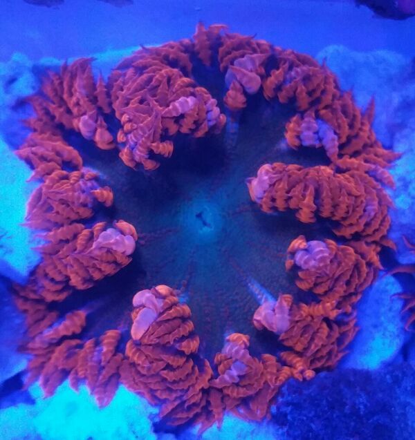 unspecified zpswhcgpmco - Sweet Corals & Fresh Frags!!! Trop is Your Shop!!