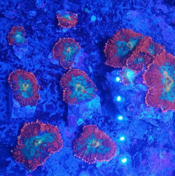 unspecified zpswk6fbaqa - Sweet Corals & Fresh Frags!!! Trop is Your Shop!!