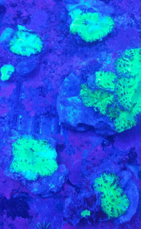unspecified zpsy13qbflc - Sweet Corals & Fresh Frags!!! Trop is Your Shop!!