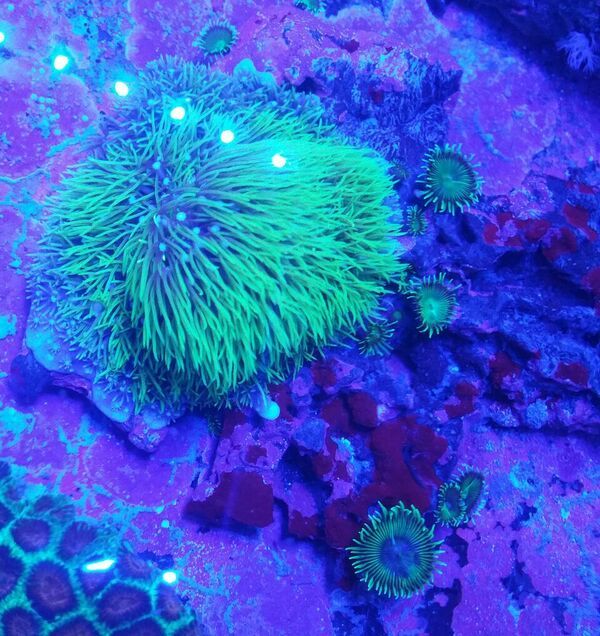 unspecified zpsykqczgbt - Sweet Corals & Fresh Frags!!! Trop is Your Shop!!