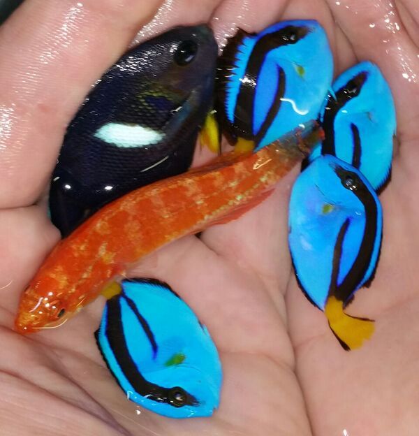 New Shipment Of Fish & Purple L. T. Anemones!!! unspecified zpsyzngiqdp - New Shipment Of Fish & Purple L. T. Anemones!!!