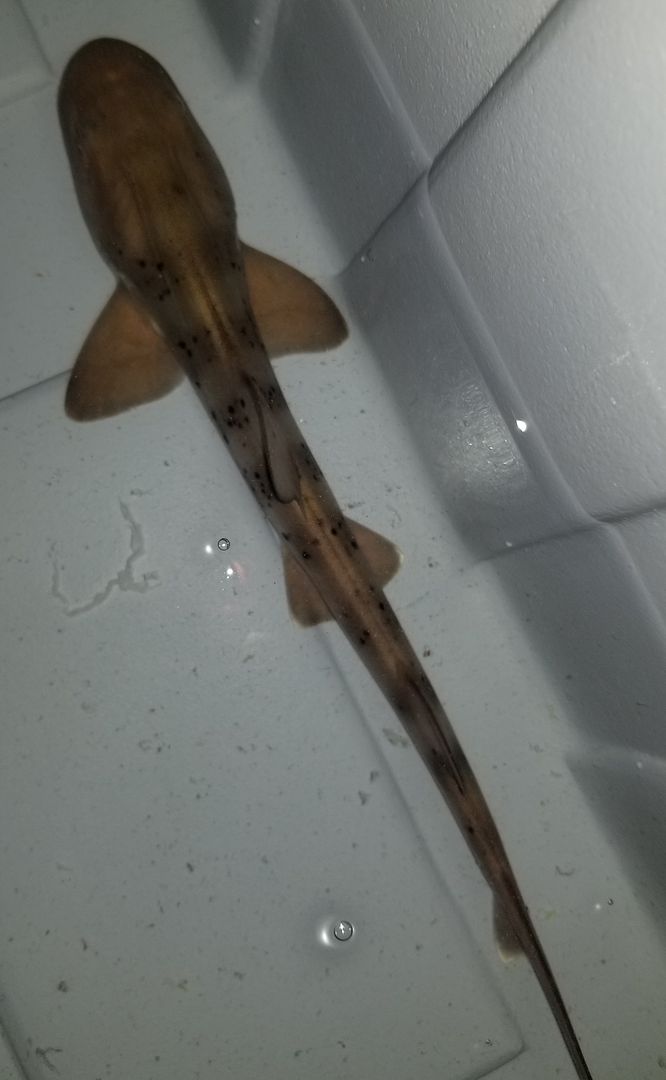 20181101 143351 zpsniiv0wct - New Leopard Shark and whole lot more.