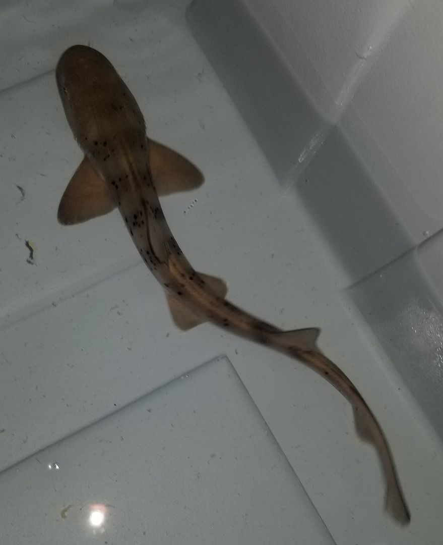 20181101 143414 zpsxficwp9k - New Leopard Shark and whole lot more.