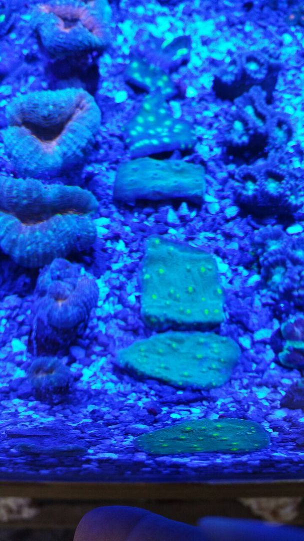 unspecified zps4vwwrhk1 - Frags Galore, And A Whole Lot More!!!