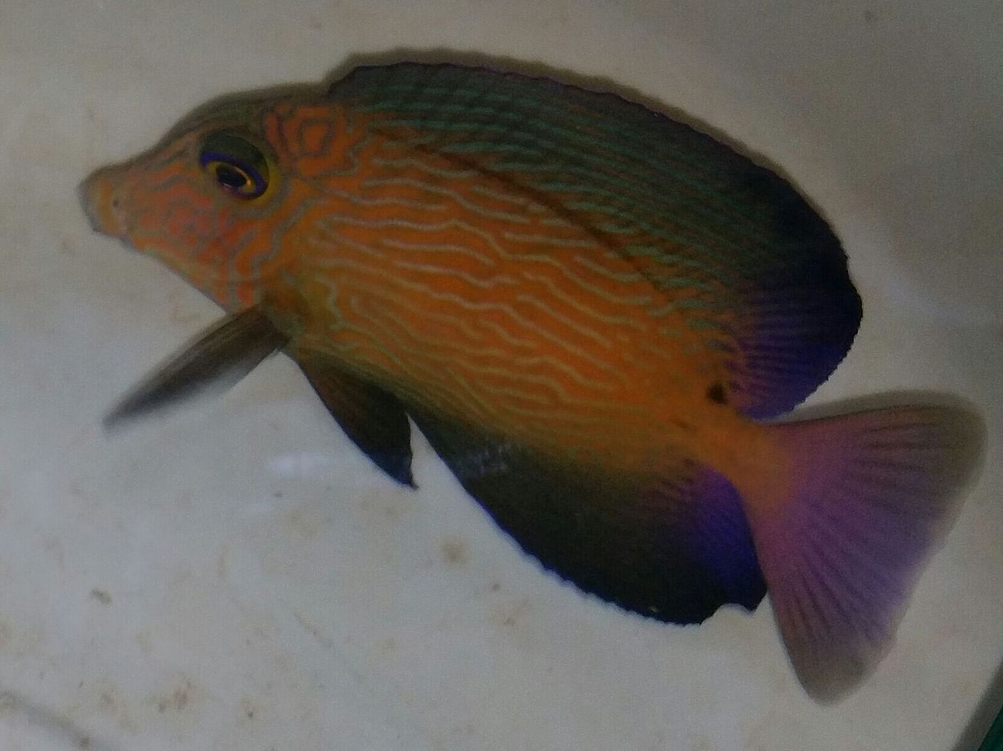 unspecified zps5golst0p - Huge Selection Of Fish & More!! Best Prices!! Trop Is Your Shop!!
