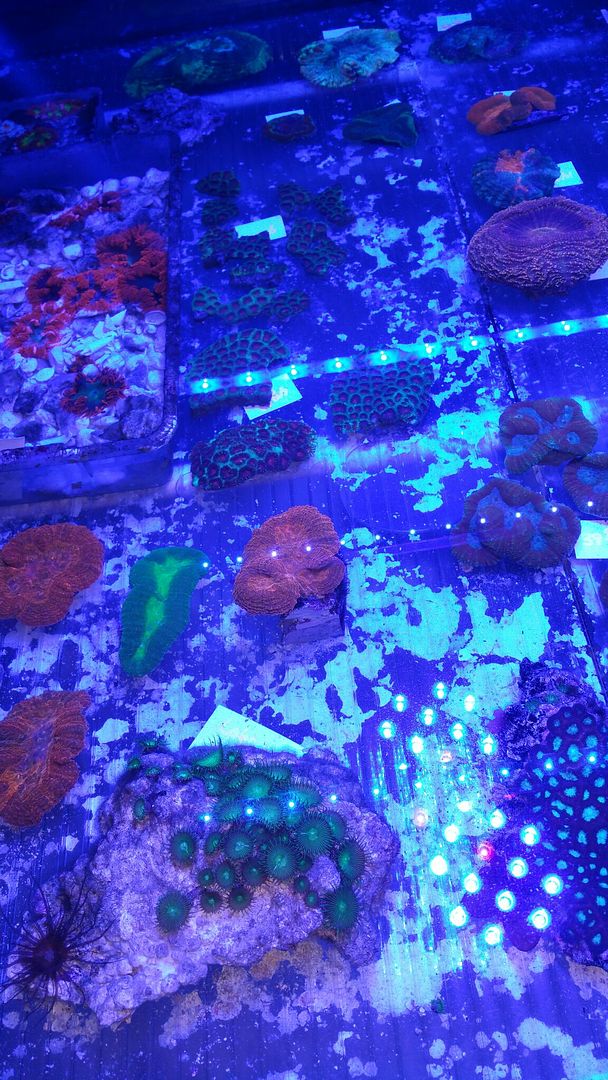 unspecified zps5zwmybnn - Awesome Fish n More! Pics & Prices! Only @ Tropicorium!!!