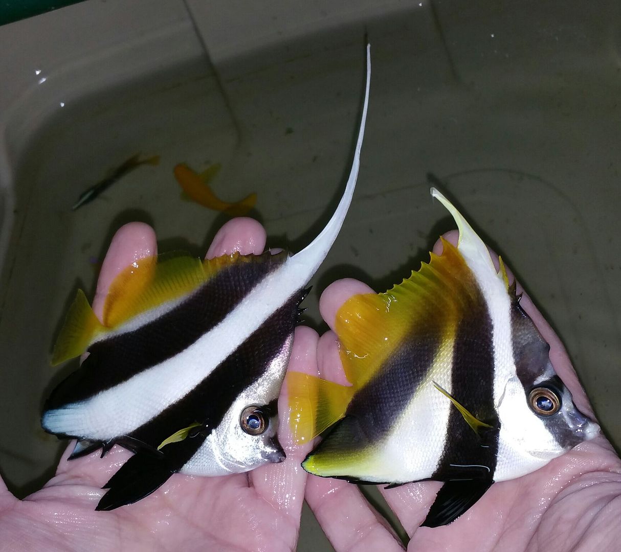 unspecified zps8im837qn - Awesome Fish n More! Pics & Prices! Only @ Tropicorium!!!