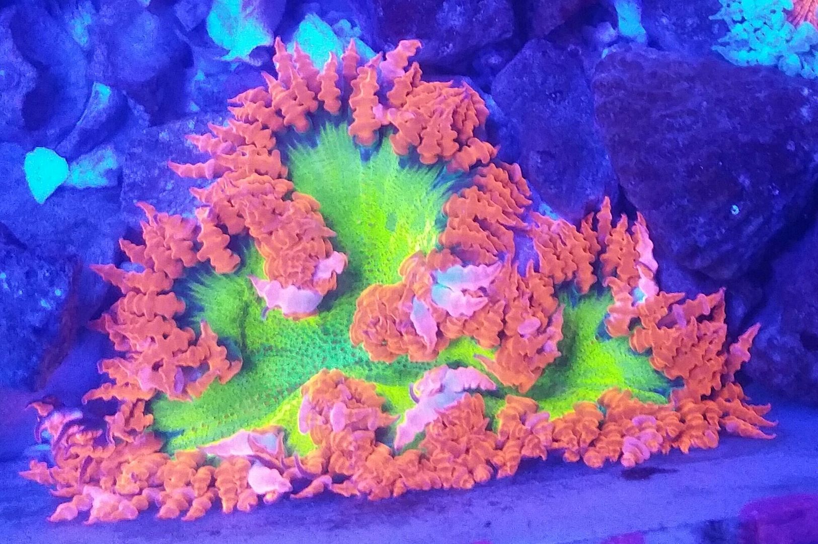 unspecified zpsdpmw0ao3 - Fresh Fish & Corals In @ Tropicorium!!! 11/16