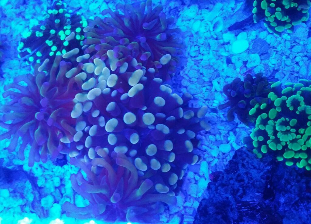 unspecified zpse5yfep1i - Fresh Fish & Corals In @ Tropicorium!!! 11/16