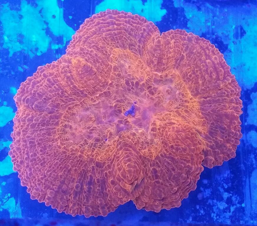 unspecified zpsf4rjfbka - Fresh Fish & Corals In @ Tropicorium!!! 11/16