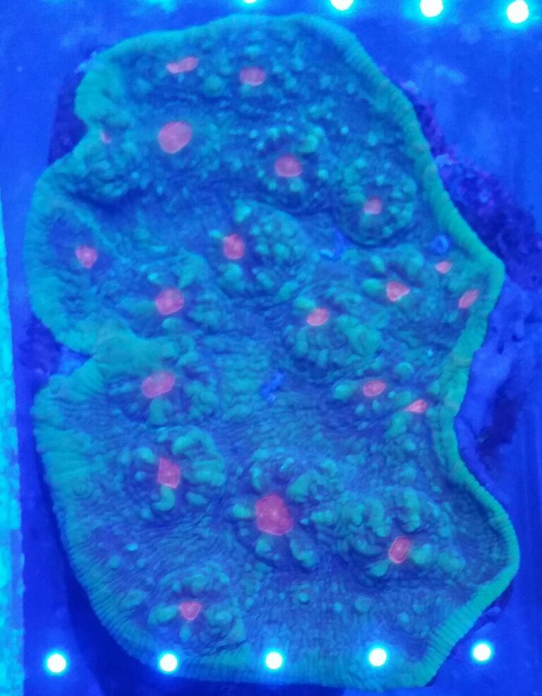 unspecified zpsg381xxli - Fresh Fish & Corals In @ Tropicorium!!! 11/16