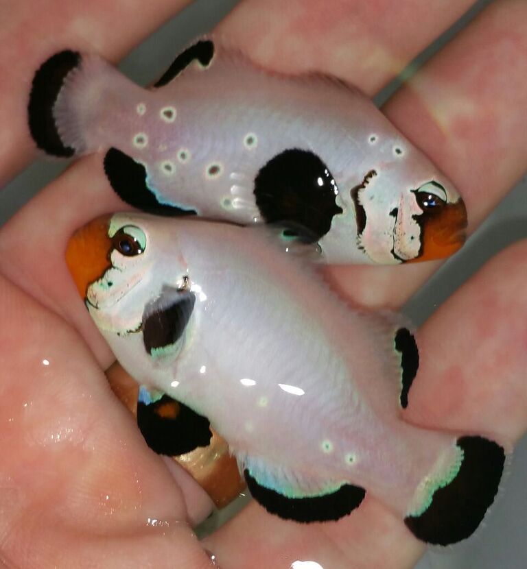 unspecified zpslppw056q - Real Deals!! Mocha Clowns $29.99 a pair!!! Frostbites, Select pairs $69.99!!