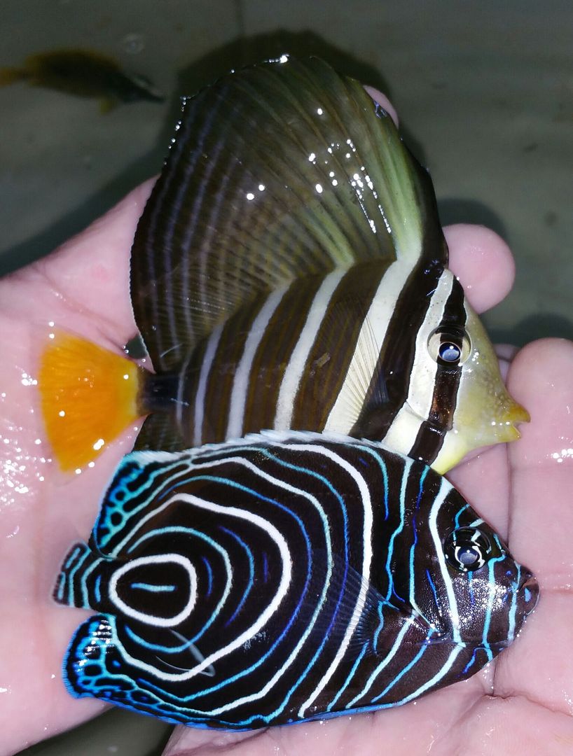 unspecified zpsn6i5gcms - Awesome Fish n More! Pics & Prices! Only @ Tropicorium!!!