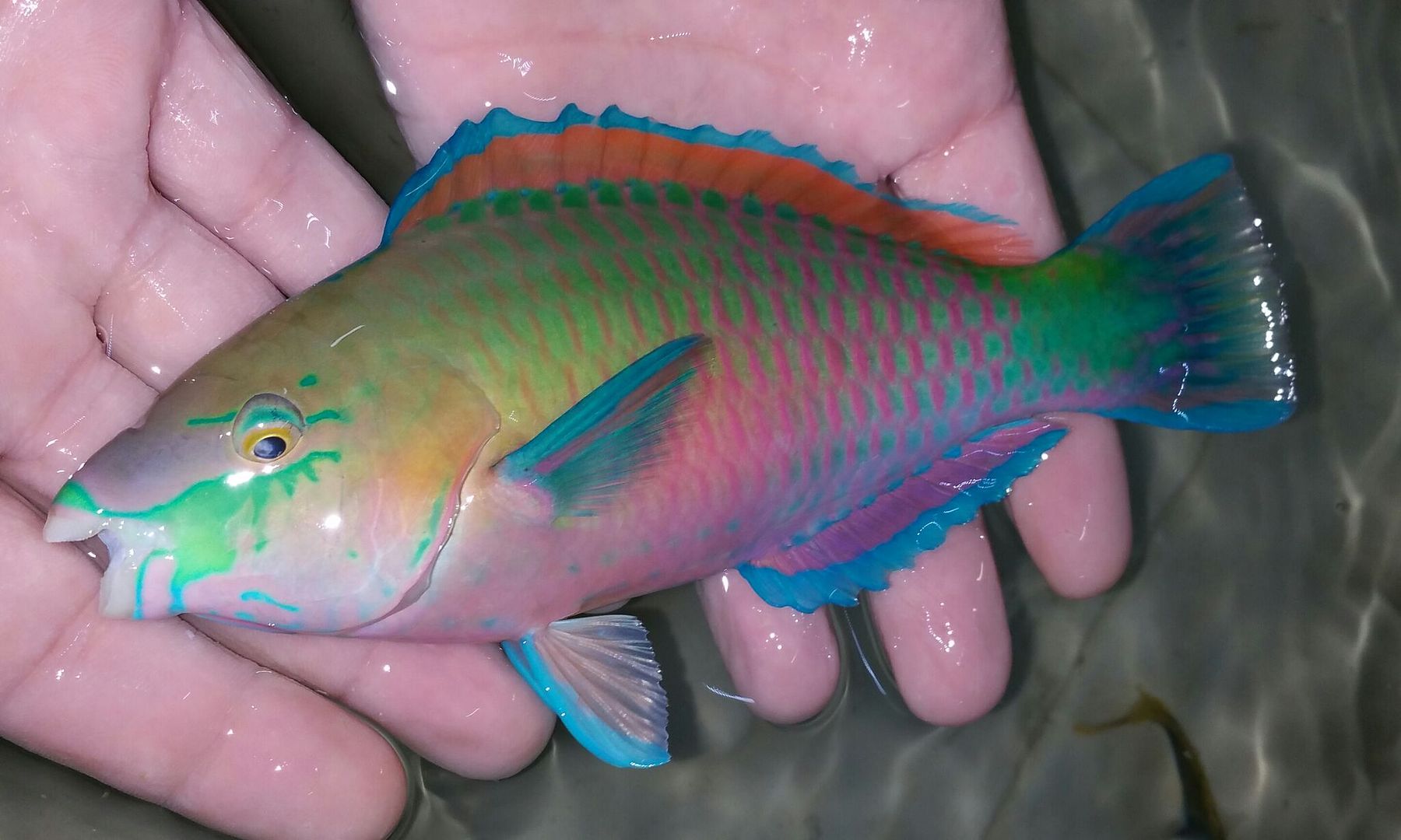 unspecified zpsnjfngwqj - Awesome Fish n More! Pics & Prices! Only @ Tropicorium!!!