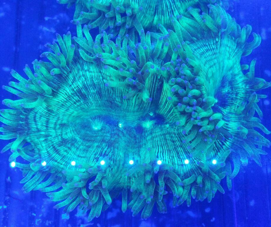 unspecified zpsrxwcgfxn - Fresh Fish & Corals In @ Tropicorium!!! 11/16