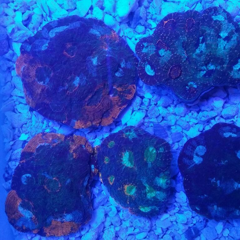 unspecified zpssq0hdaxg - Fresh Fish & Corals In @ Tropicorium!!! 11/16