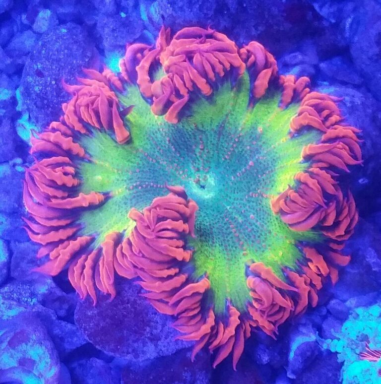 unspecified zpsu0jqbenu - Fresh Fish & Corals In @ Tropicorium!!! 11/16