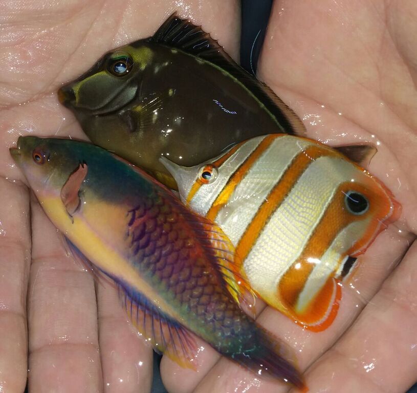 unspecified zpsvwo1qqtw - Awesome Fish n More! Pics & Prices! Only @ Tropicorium!!!